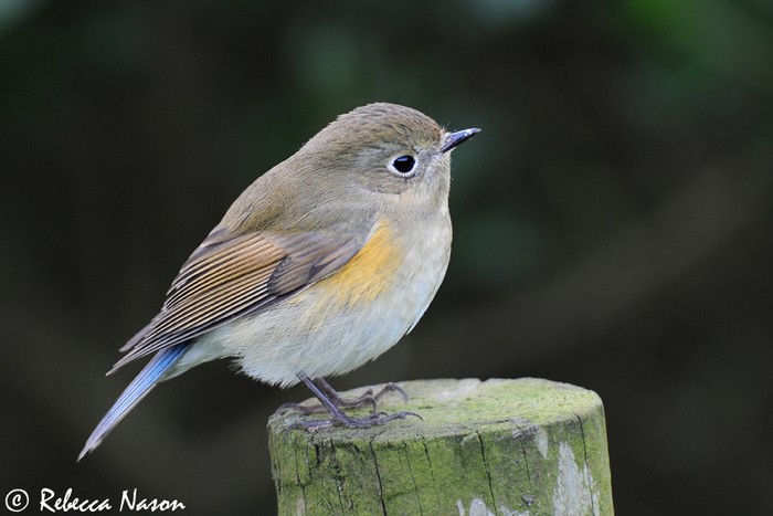 Red-flanked Bluetail