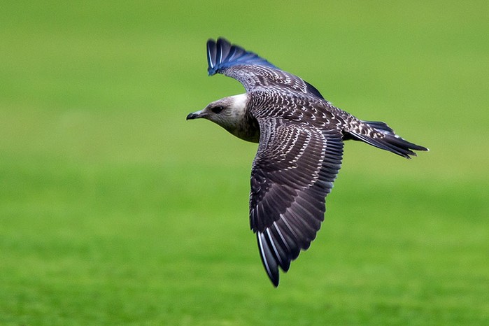 Long-tailed Skua