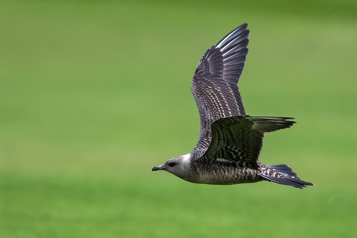 Long-tailed Skua