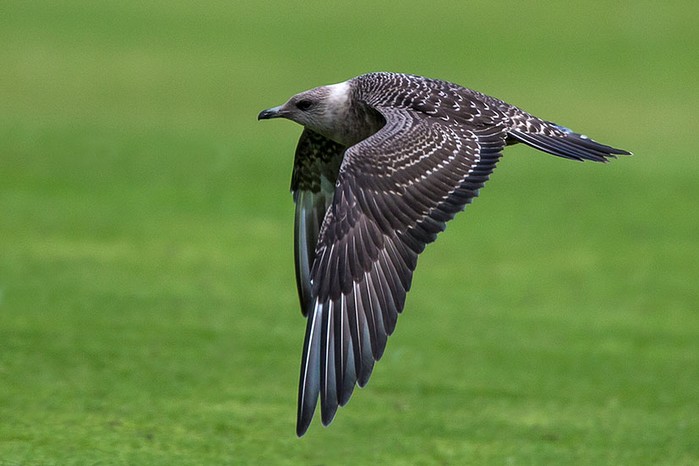 Long-tailed Skua