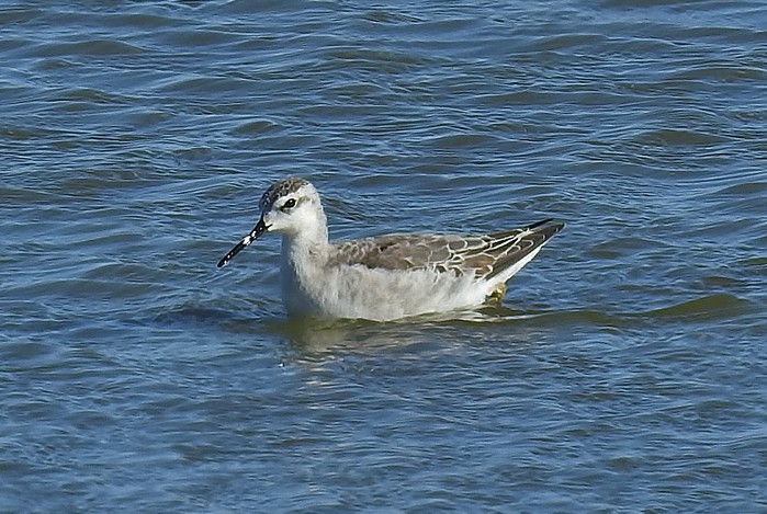 Wilson's Phalarope