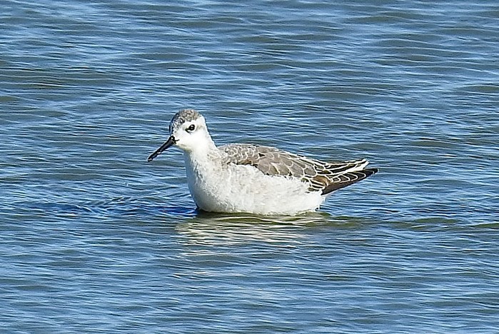 Wilson's Phalarope