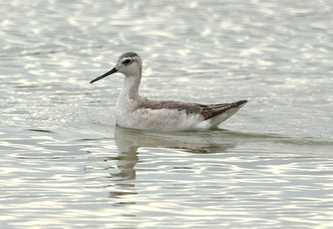 Wilson's Phalarope