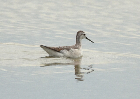 Wilson's Phalarope