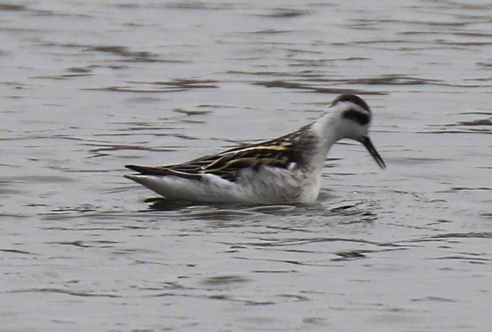 Red-necked Phalarope