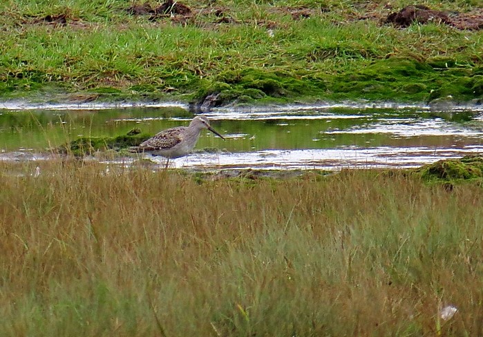 Stilt Sandpiper