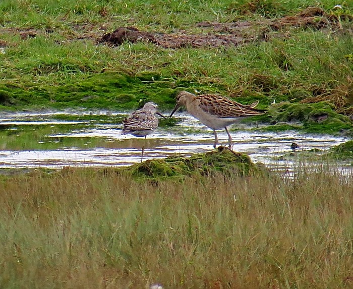 Stilt Sandpiper