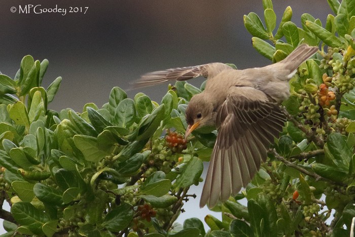 Rose-coloured Starling