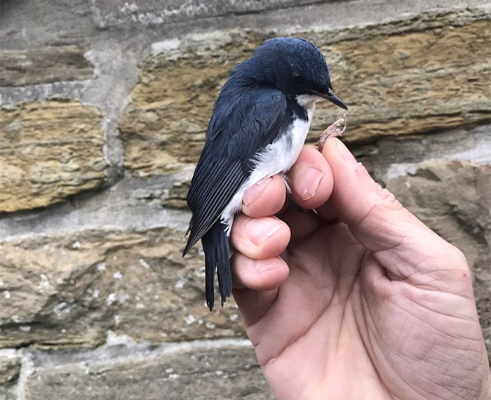 Siberian Blue Robin