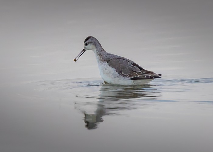 Wilson's Phalarope