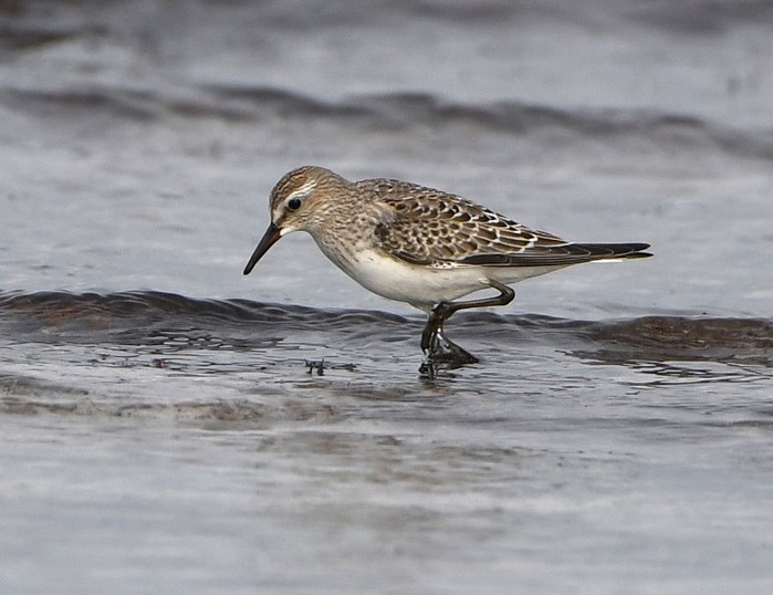 White-rumped Sandpiper