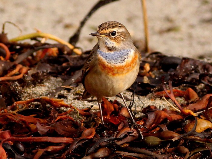 Bluethroat