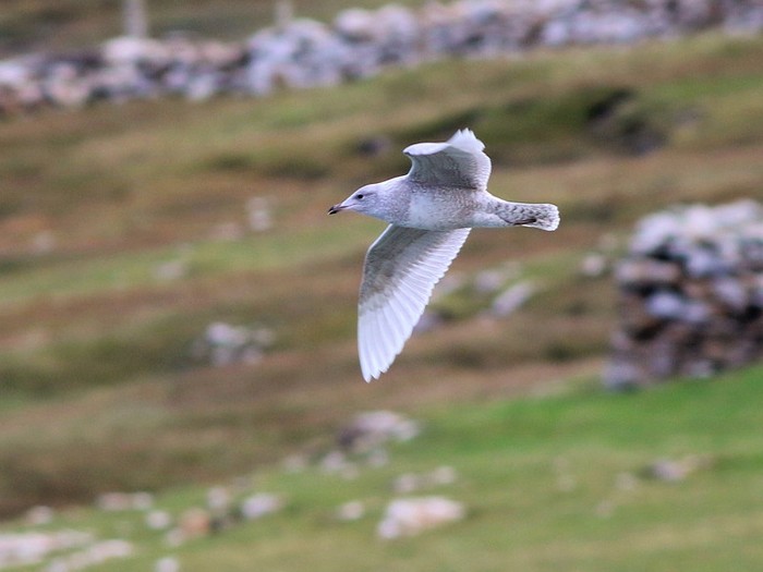Iceland Gull