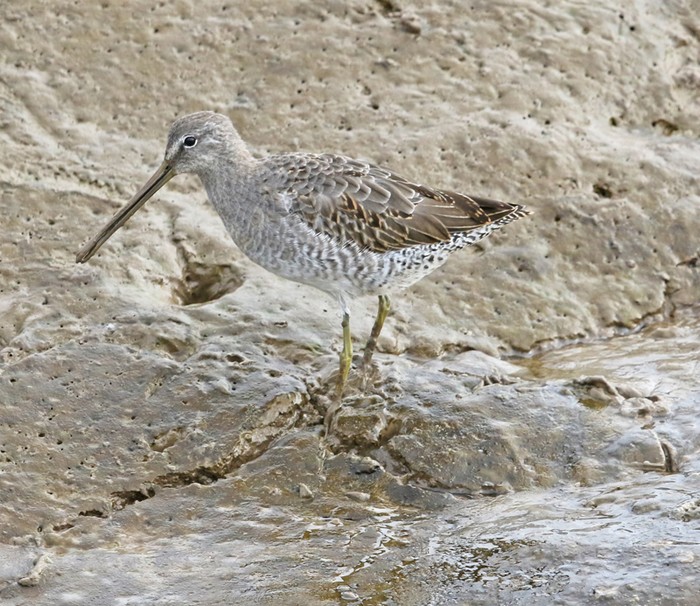Long-billed Dowitcher