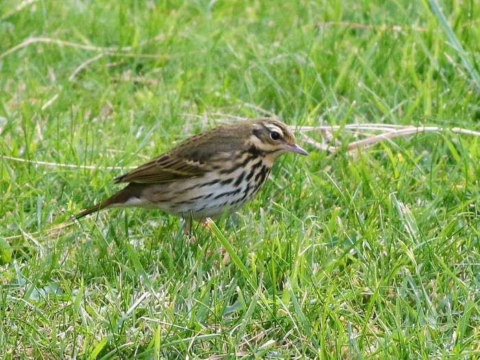 Olive-backed Pipit