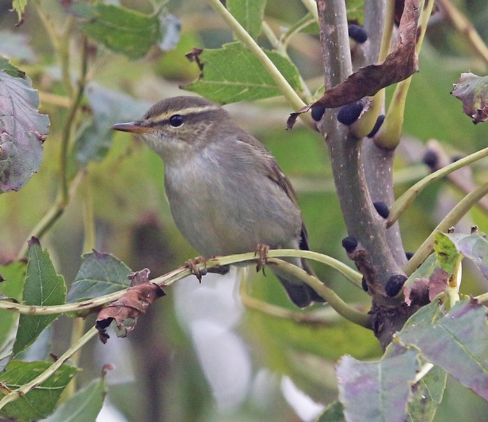 Arctic Warbler