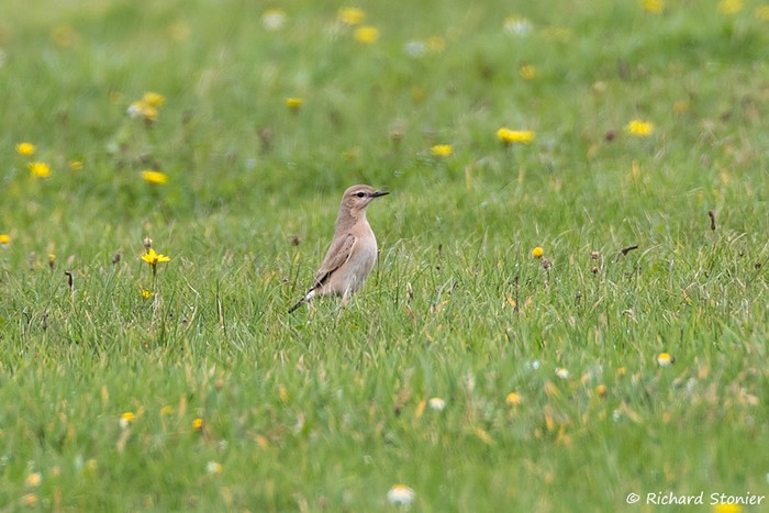 Isabelline Wheatear