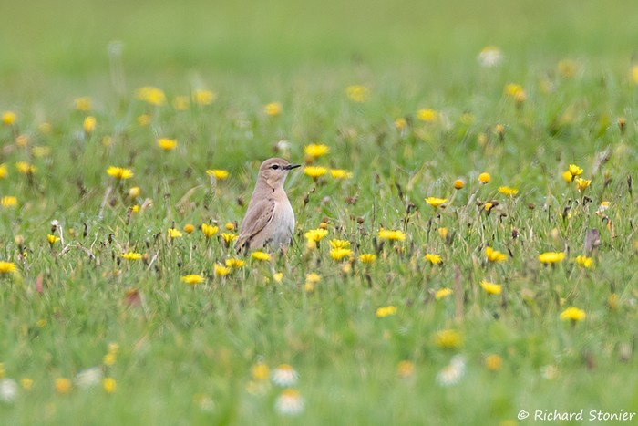 Isabelline Wheatear