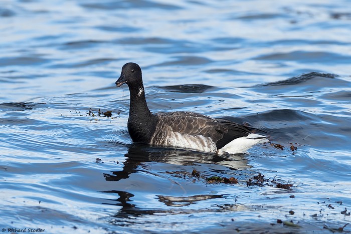 Pale-bellied Brent Goose