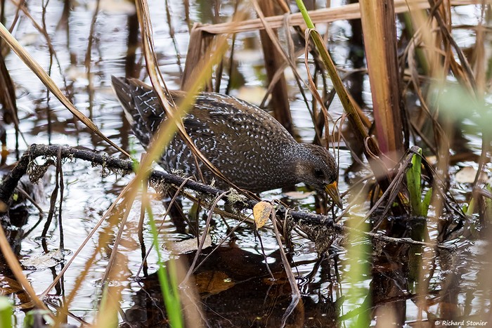 Spotted Crake