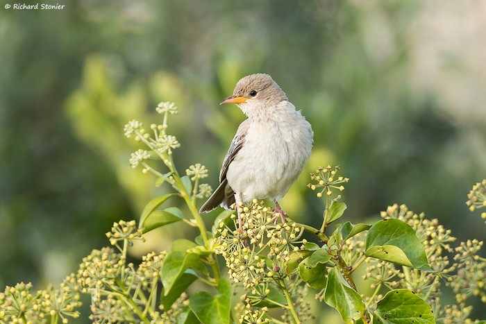 Rose-coloured Starling