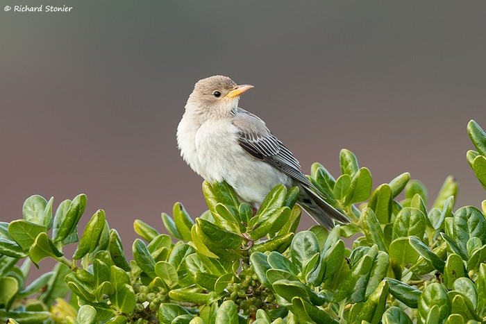 Rose-coloured Starling