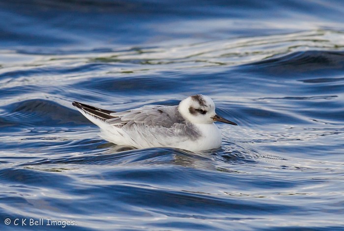 Grey Phalarope