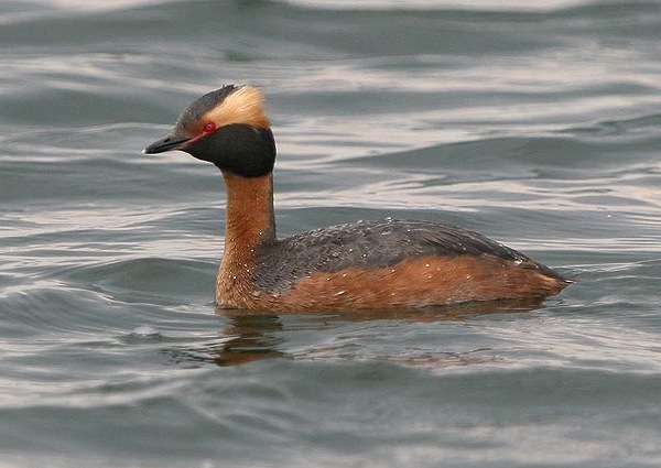 Slavonian Grebe