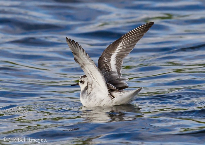 Grey Phalarope