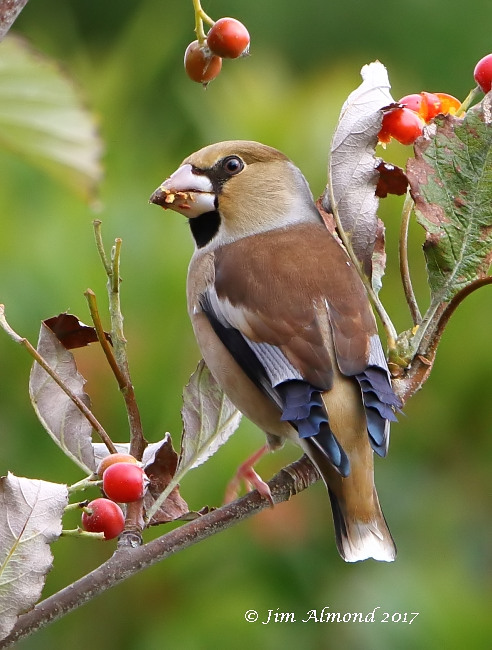 Hawfinch