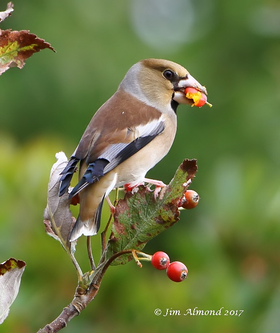 Hawfinch