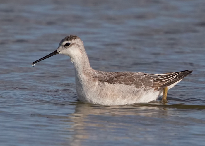 Wilson's Phalarope