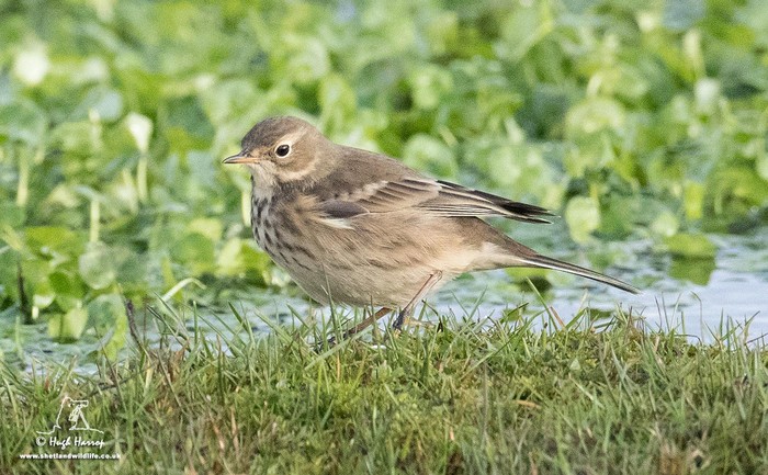 American Buff-bellied Pipit
