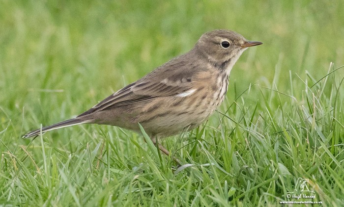 American Buff-bellied Pipit