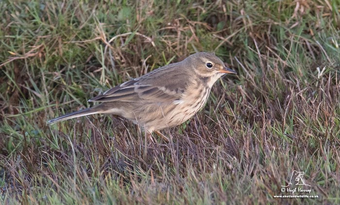 American Buff-bellied Pipit