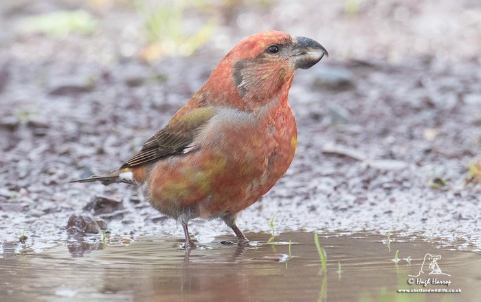 Parrot Crossbill