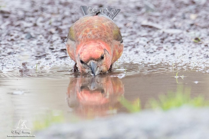 Parrot Crossbill