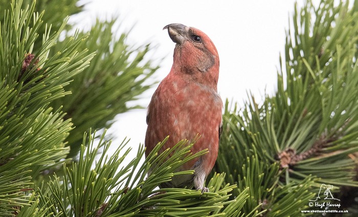 Parrot Crossbill