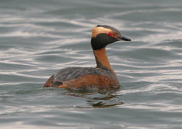 Slavonian Grebe