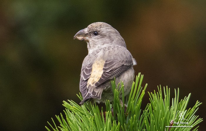 Parrot Crossbill