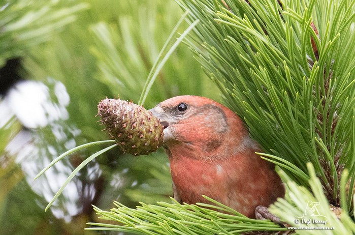 Parrot Crossbill