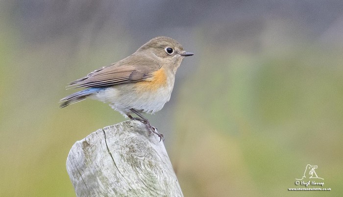Red-flanked Bluetail