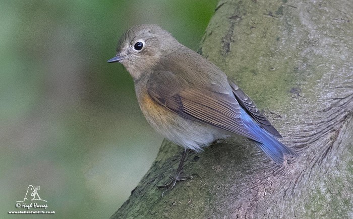 Red-flanked Bluetail