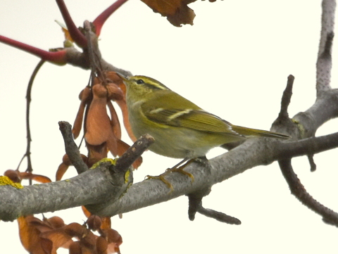 Yellow-browed Warbler