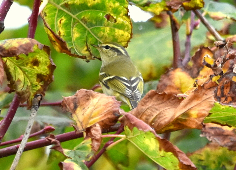 Yellow-browed Warbler