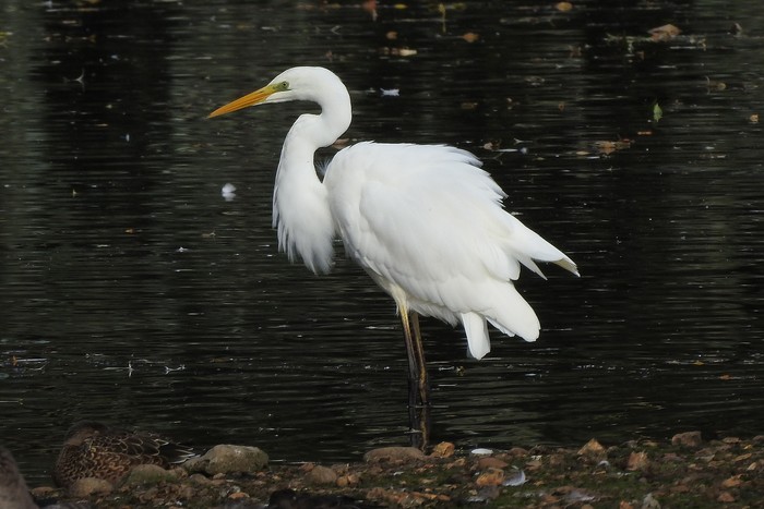Great White Egret