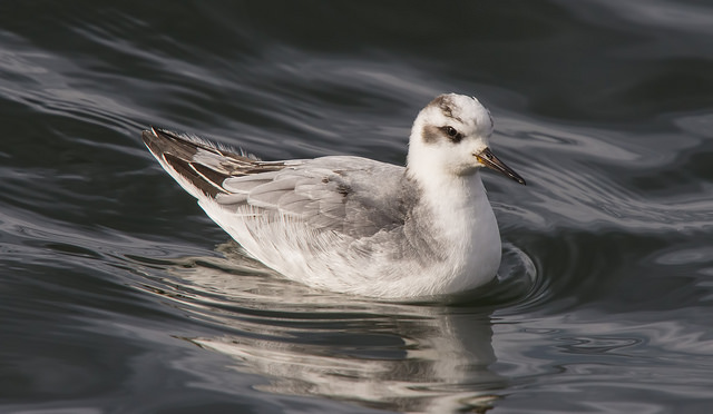 Grey Phalarope