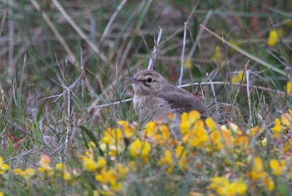 Tawny Pipit
