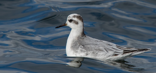 Grey Phalarope