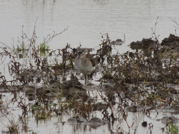 Wood Sandpiper
